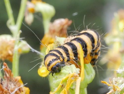 Cinnabar moth