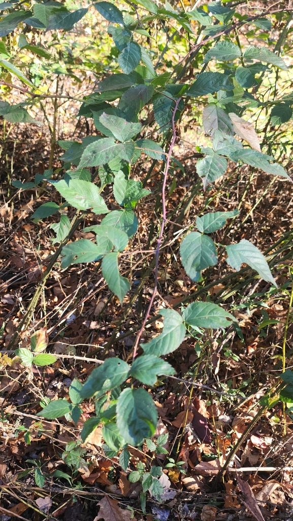 black raspberry from New Canaan, CT 06840, USA on November 8, 2024 at ...