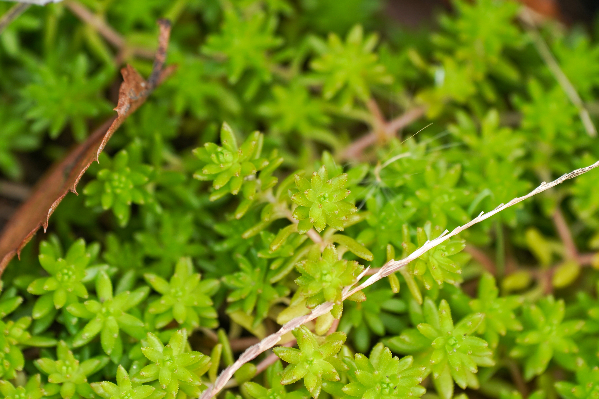 Sedum Japonicum (Sedum japonicum)