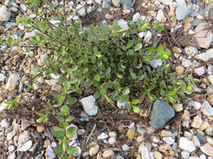 Veronica decumbens