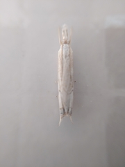 Metacrambus carectellus
