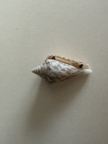 Conus recurvus, 2024-11-08