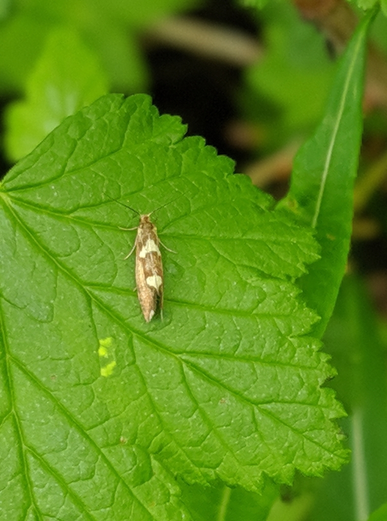 Greya variata