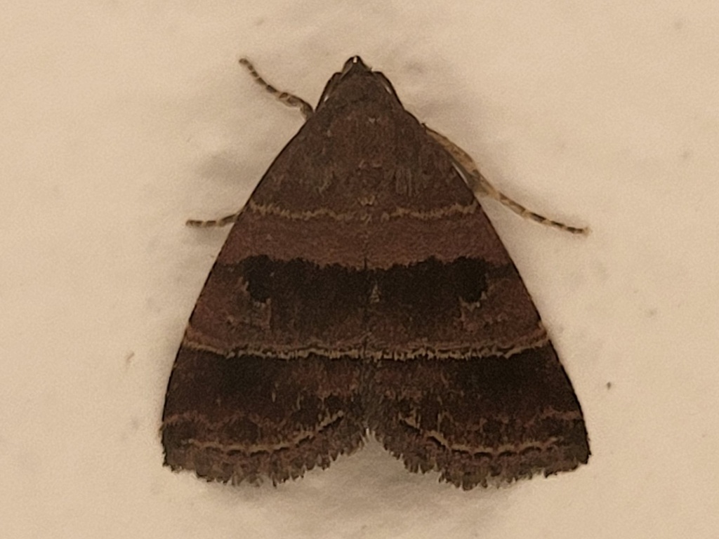 Ozarba orthogramma