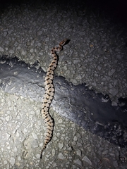 Sistrurus miliarius streckeri