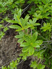 Ericoideae