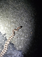 Sistrurus miliarius streckeri