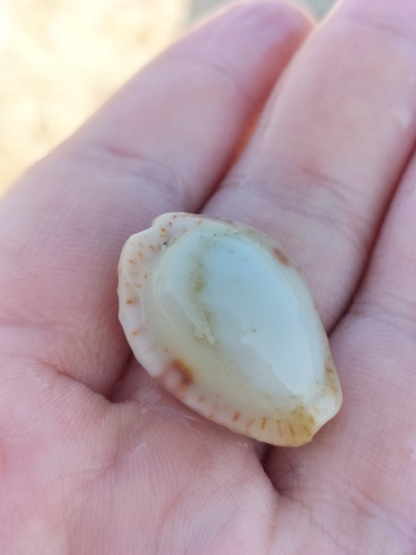 Cypraea nebrites observed 2024-11-08
