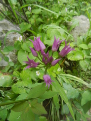 Allium brevistylum