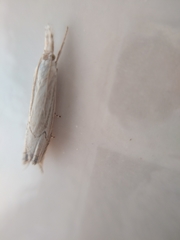 Metacrambus carectellus