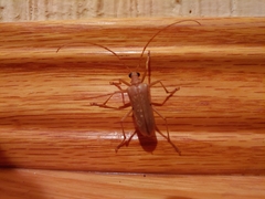 Centrodera
