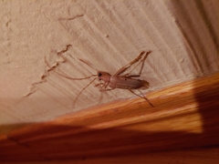 Centrodera