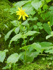 Arnica ovata
