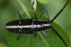 Ptychodes politus