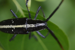 Ptychodes politus