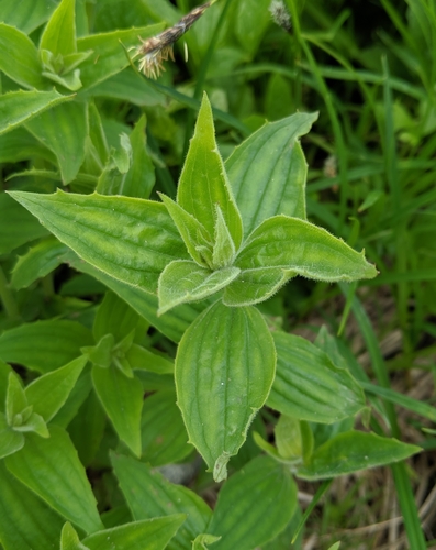 Erythranthe lewisii