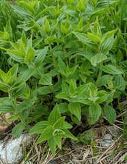 Ben Keen, CC0, iNaturalist via GBIF Erythranthe lewisii, photograph Ben Keen, CC0, iNaturalist via GBIF