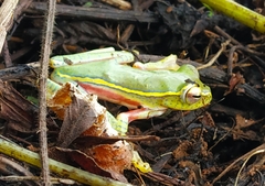 Rhacophorus lateralis