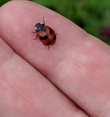 Coccinella monticola