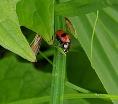Coccinella monticola