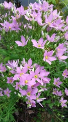 Sabatia