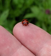 Coccinella monticola