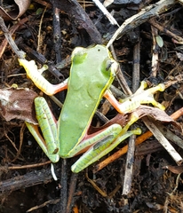 Rhacophorus lateralis