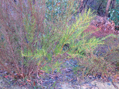 Acacia verniciflua
