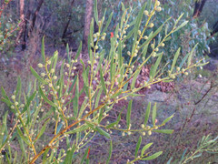 Acacia verniciflua
