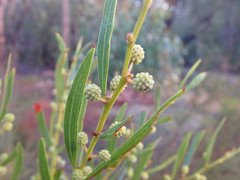 Acacia verniciflua