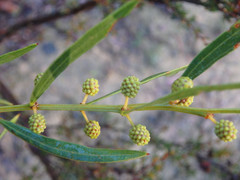 Acacia verniciflua