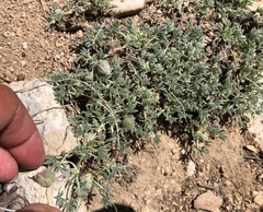 Trifolium andersonii