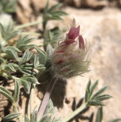 Trifolium andersonii