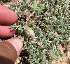 Trifolium andersonii