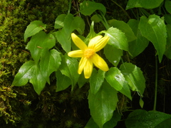 Arnica ovata
