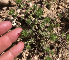 Leptosiphon nuttallii pubescens