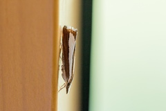 Catoptria pyramidellus