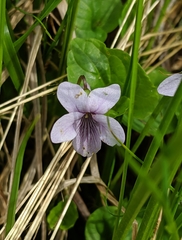 Viola palustris