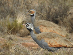 Blue Korhaan photo 5