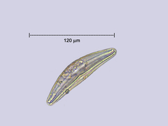Cymbella