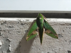 Xylophanes chiron nechus