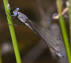 Lestes stultus