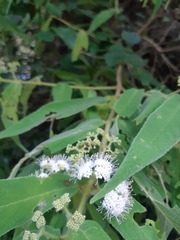 Callicarpa pilosissima