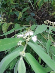 Callicarpa pilosissima