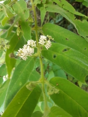 Callicarpa pilosissima