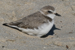 Charadrius nivosus