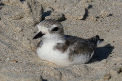 Charadrius nivosus