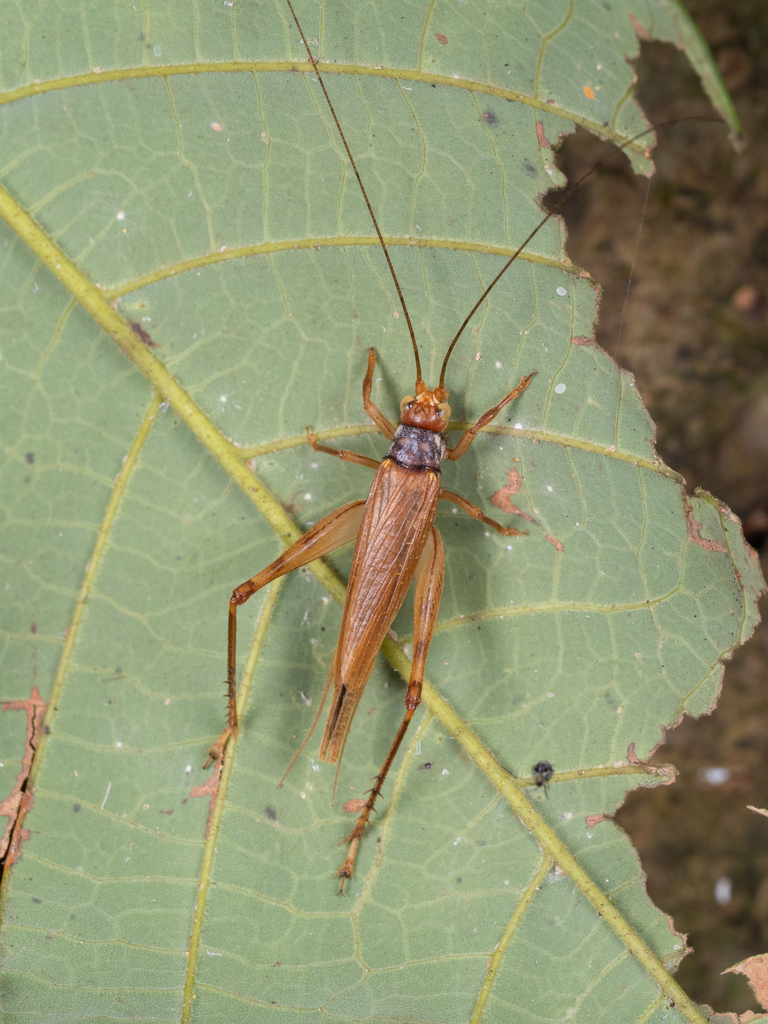 Mistshenkoana bilineata