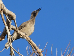Philemon buceroides