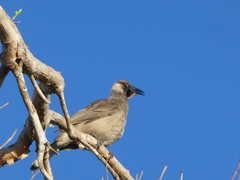 Philemon buceroides